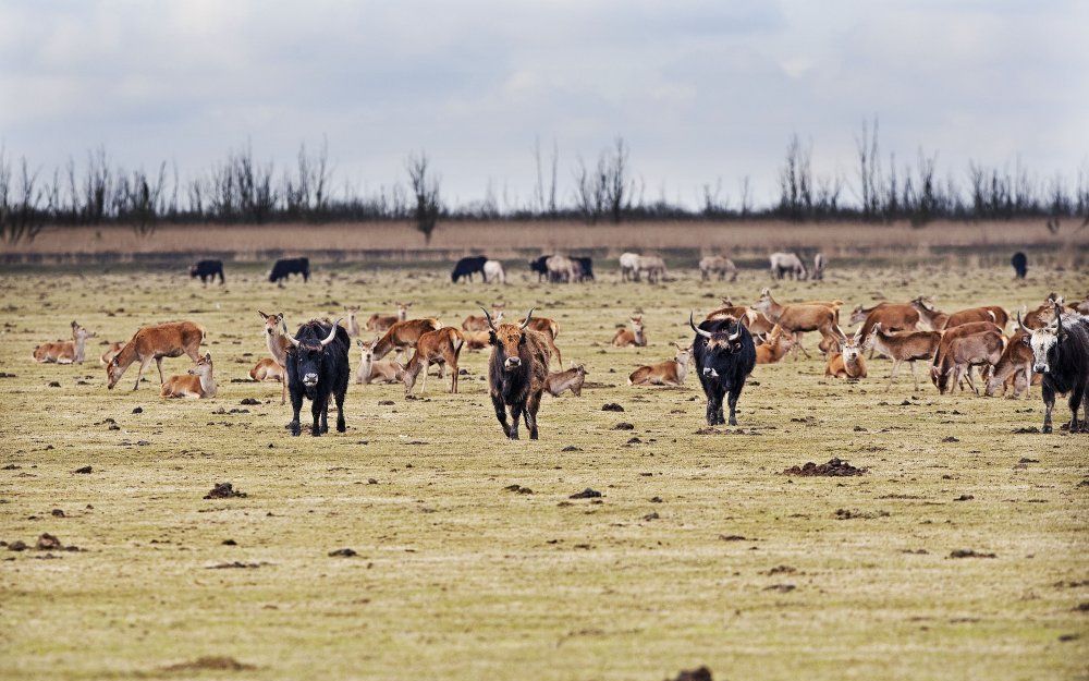 Edelherten en Heckrunderen grazen in de Oostvaardersplassen. Foto ANP