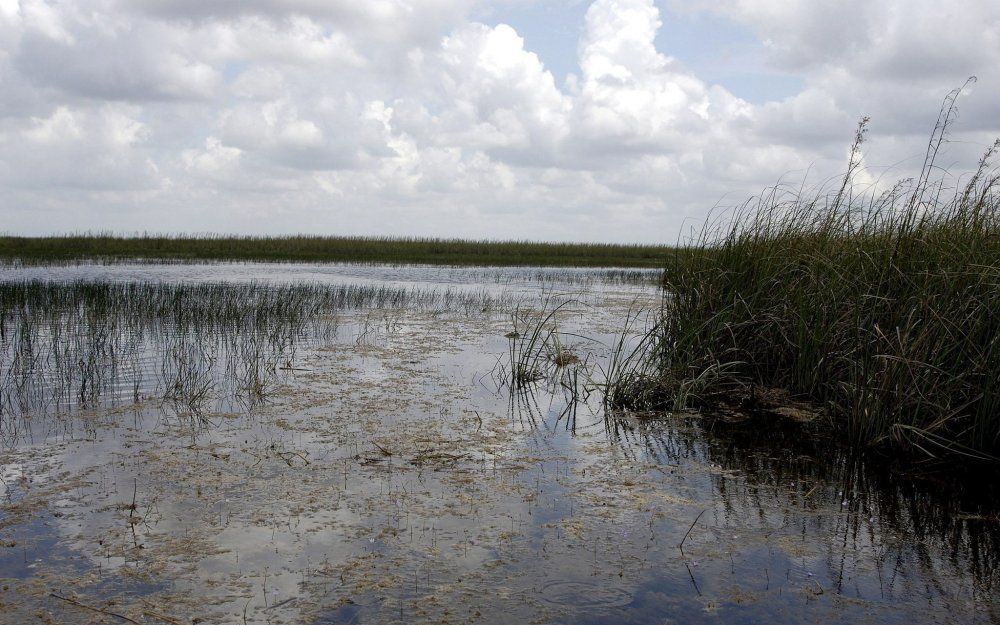 Natuurgebied de Everglades. Foto EPA