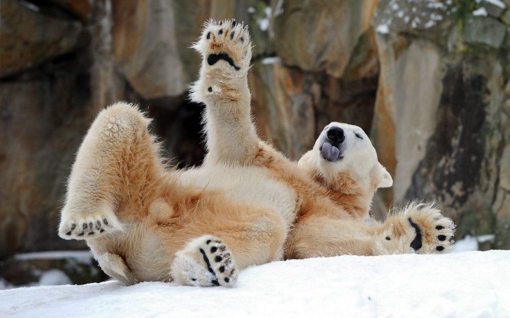 Knut. Foto EPA