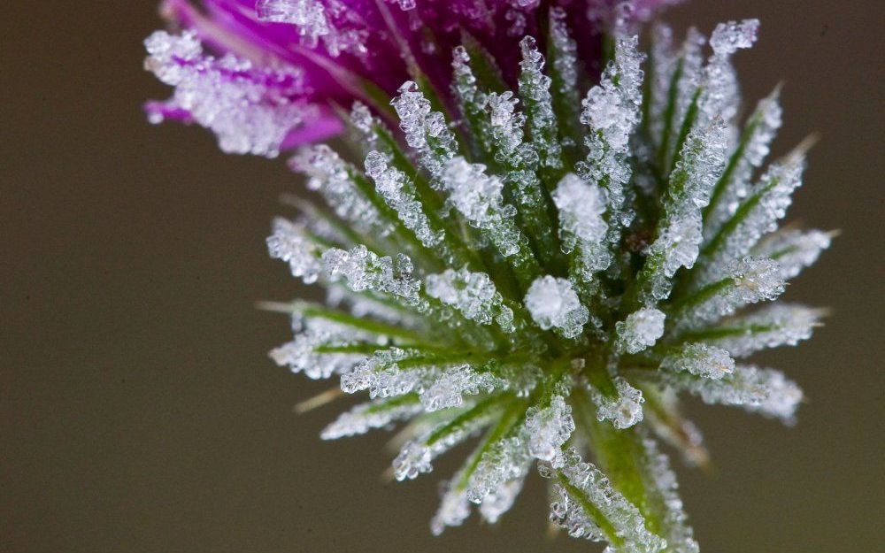 Distel. Foto EPA