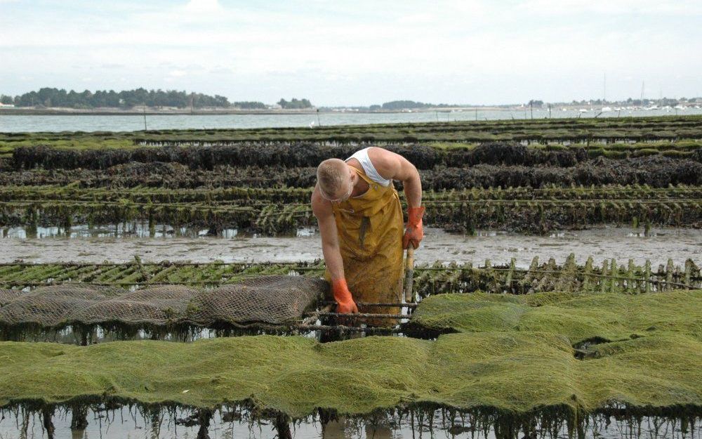 Keren van de oesters. Foto Bureau Bretagne