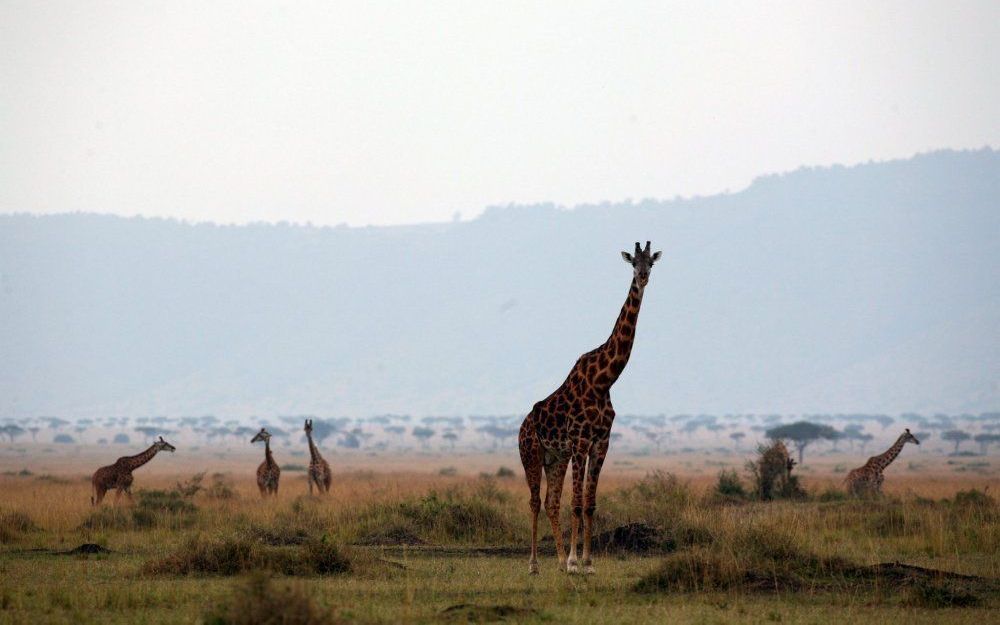 Vanuit de Serengeti, een natuurpark in Tanzania, trekt er jaarlijks in augustus een indrukwekkende stoet beesten naar de Masai Mara in Kenia. Foto EPA