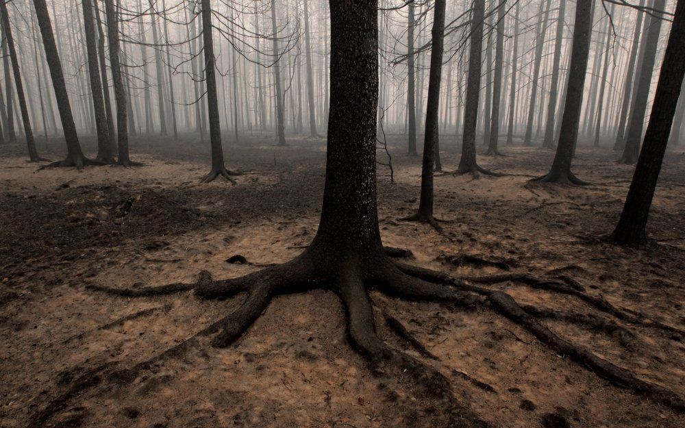 Verbrand bos bij het plaatsje Olshany. Foto EPA