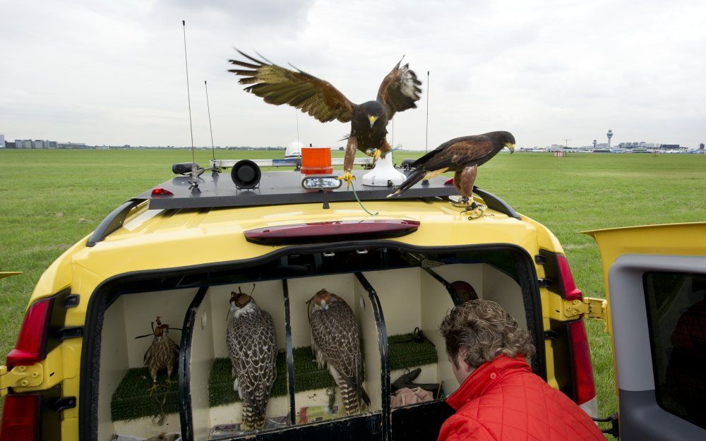 Twee Zuidamerikaanse havikken vliegen af en aan bij de auto van Birdcontrol op Schiphol. Roofvogels, akoustische signalen, vogelgeluiden en een installatie met groene laserstralen vormen een scala aan middelen die luchthaven Schiphol inzet om de overlast 