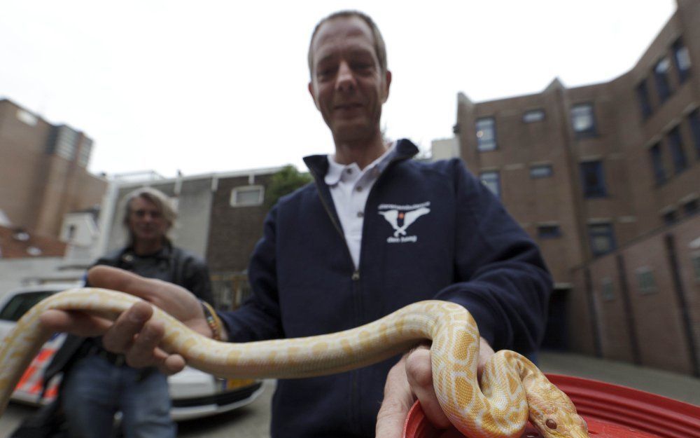 Een medewerker van de dierenbescherming met de gevonden slang in Den Haag. Foto ANP