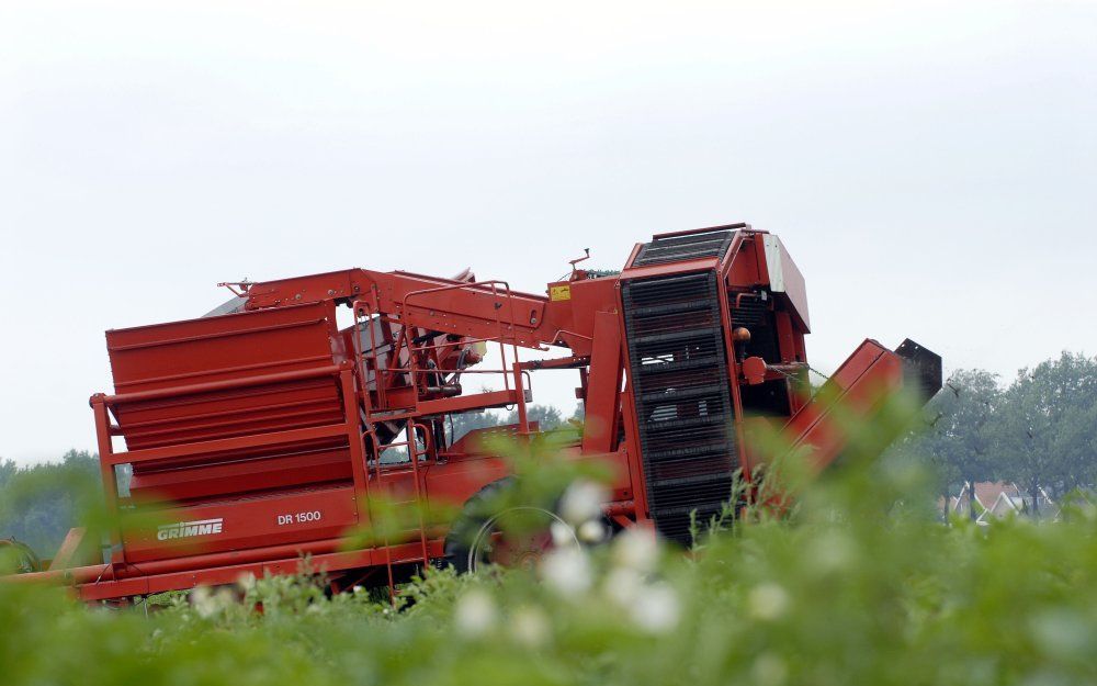 Aardappelziekte steekt de kop op in Flevoland. Foto ANP