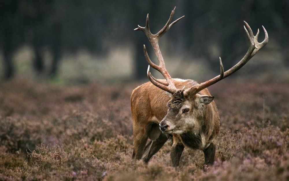 Edelhert op het park De Hoge Veluwe. Foto ANP