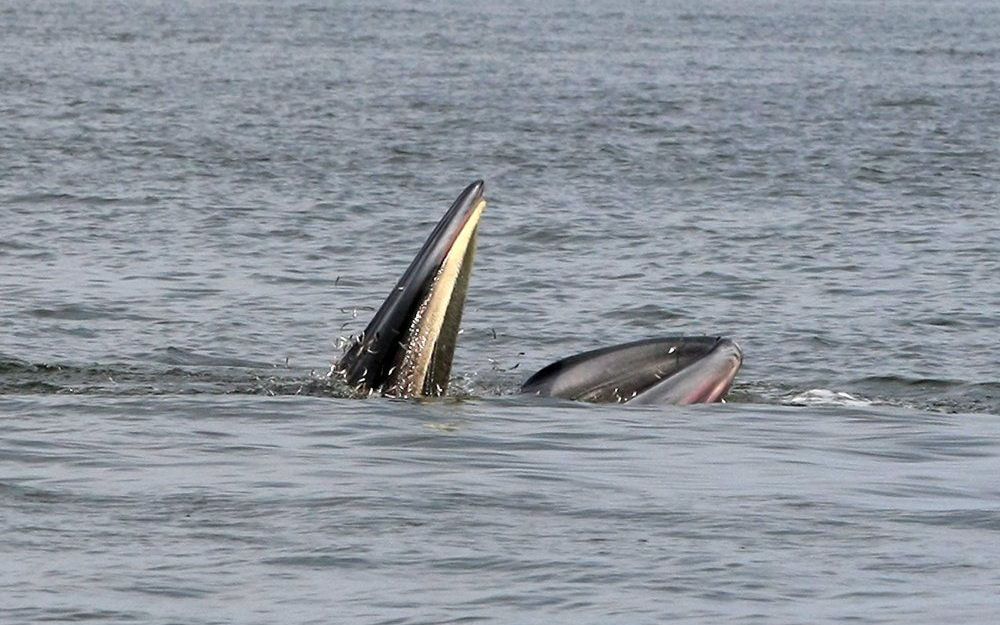 Het aantal dier- en plantensoorten dat in zee leeft, ligt hoger dan tot nog toe verwacht. Foto EPA