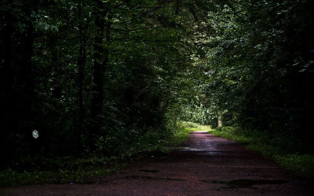 De plek aan de rand van het Urker Bos bij Urk waar eind vorig jaar het lichaam van de 14-jarige Dirk Post werd gevonden. Foto ANP