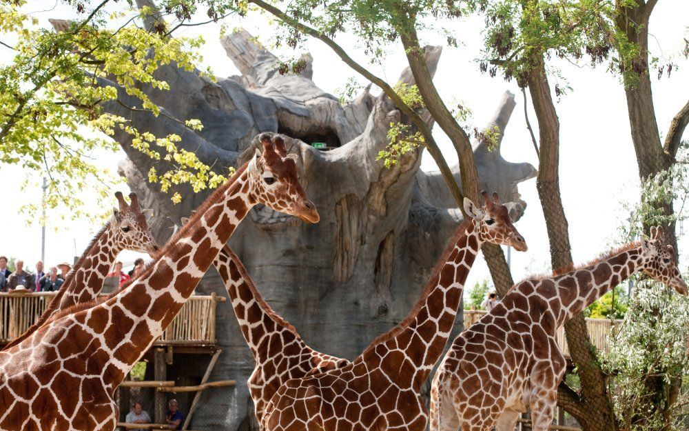 Giraffenverblijf in Blijdorp. Foto ANP