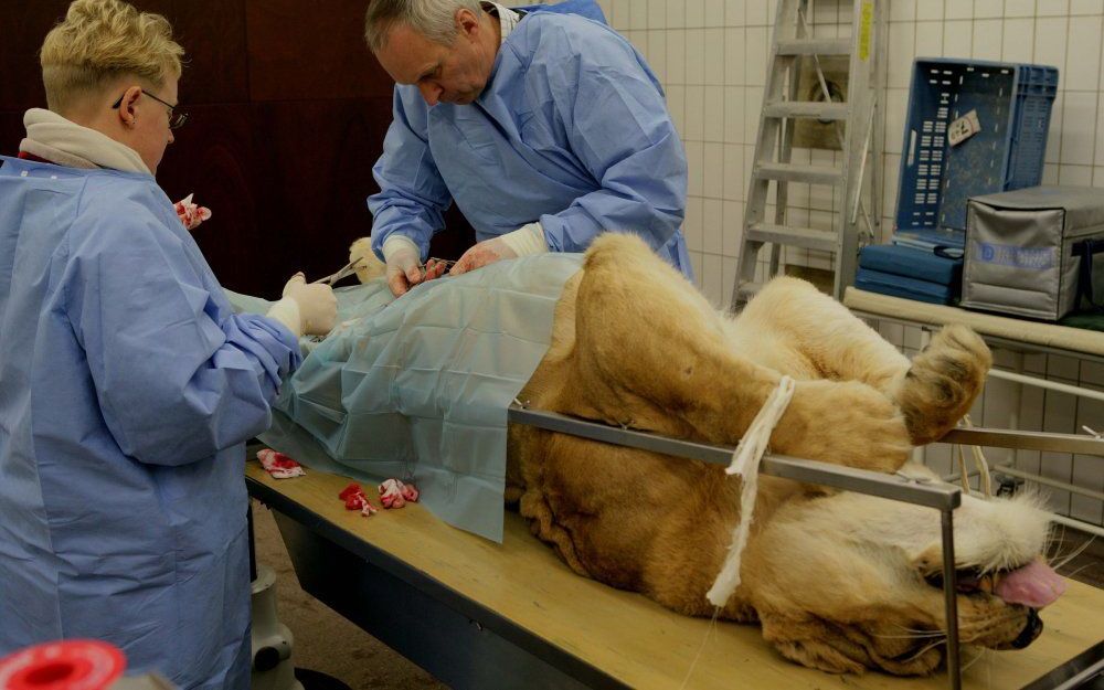 Dierenarts Henk Luten nam vorige week afscheid van de cliënten van zijn dierenartspraktijk in Velp. Hij gaat door als wildlifearts bij Burgers Zoo in Arnhem. Foto VidiPhoto