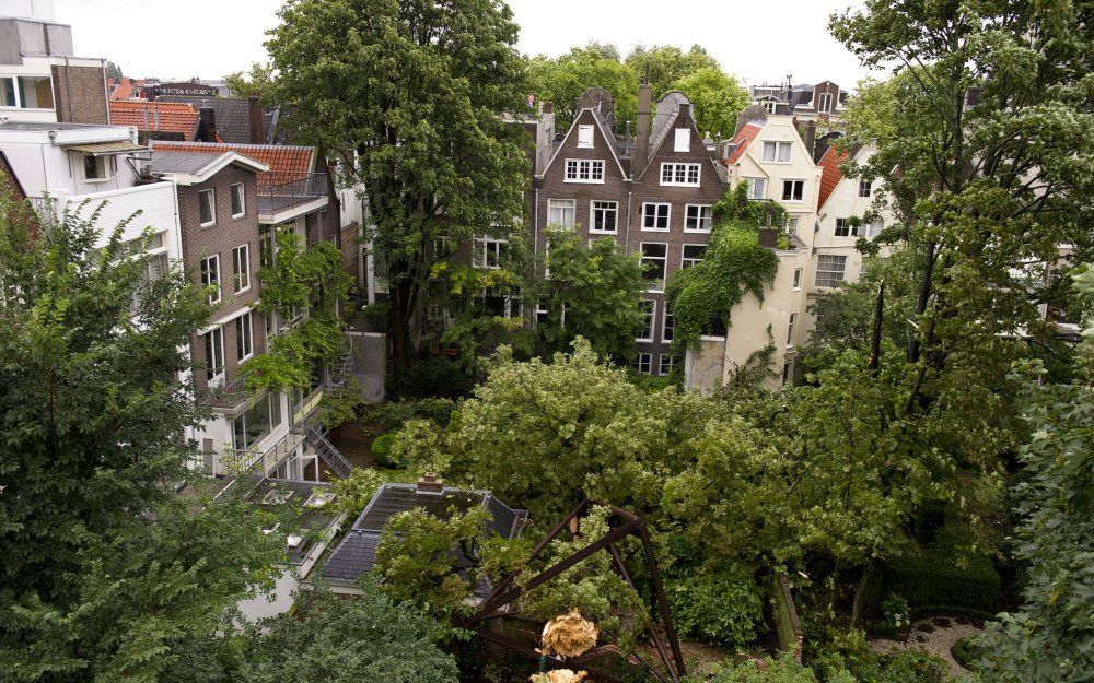 Zoals het er nu naar uitziet, komt er een zaailing van de beroemde Anne Frankboom in de tuin van het Witte Huis in Washington. Foto ANP