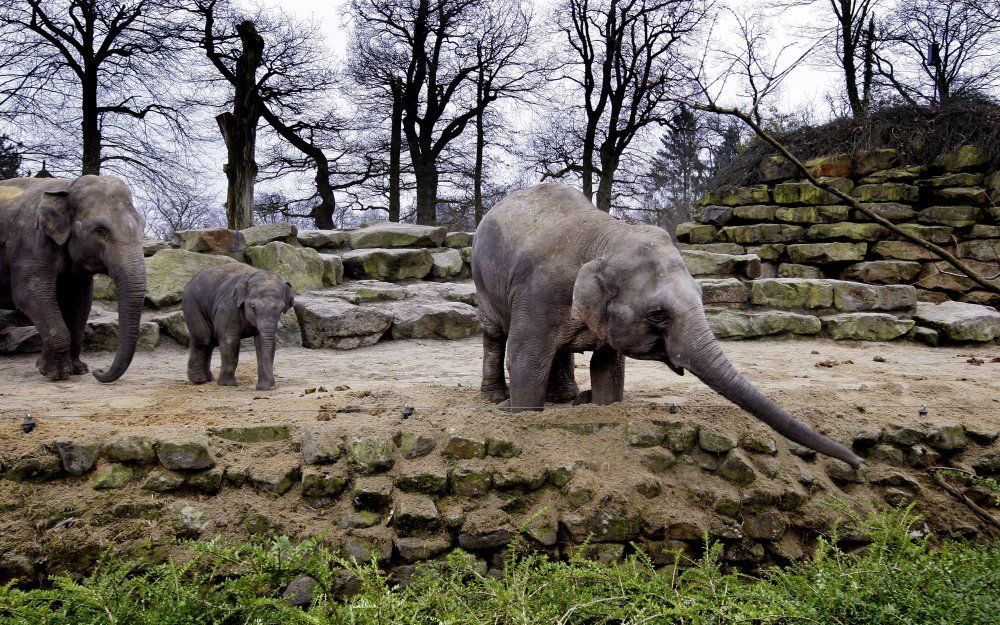 Het Dierenpark Emmen lijkt voorlopig uit de zorgen. Het gemeentebestuur van Emmen wil de noodlijdende dierentuin een lening geven van 1,4 miljoen euro. Foto ANP