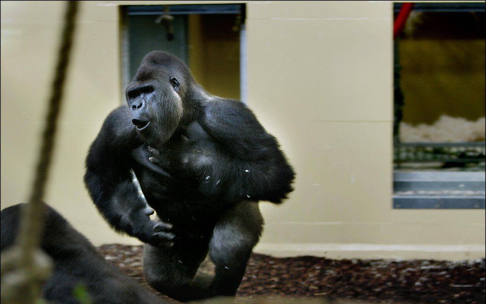 Safaripark Beekse Bergen. Foto ANP