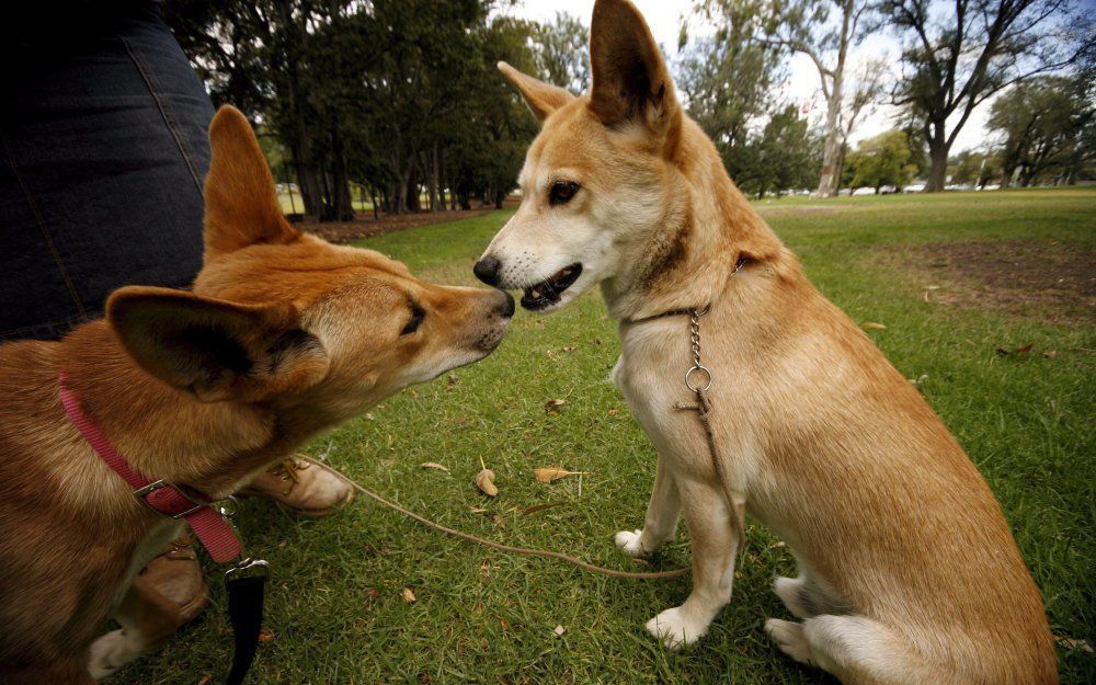 Dingo's. Foto EPA