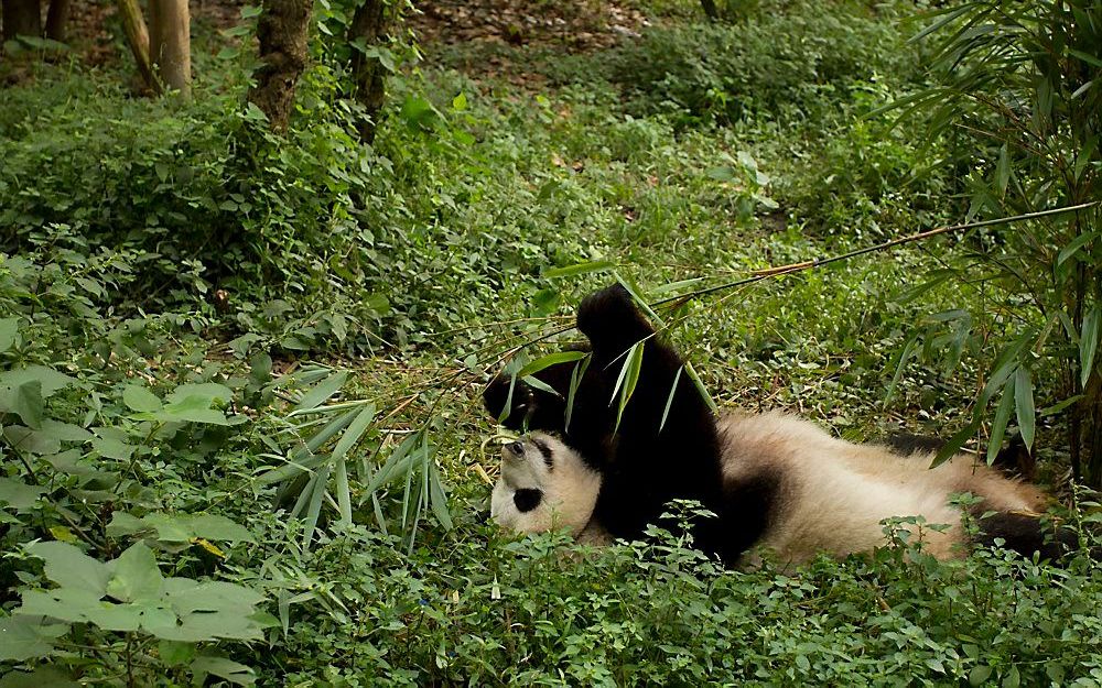 De reuzenpanda komt bijna niet meer in het wild voor. Foto Annelijn Steenbruggen