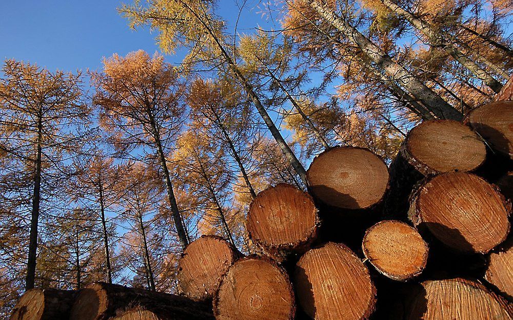 Niet alleen loofbomen, ook lariksen verkleuren prachtig in de herfst. Let op het extra reliëf op de zaagoppervlakken. Foto Wessel van Binsbergen