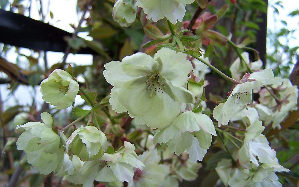 Ook in de winter valt er in de tuin te genieten van bloemen. Foto RD