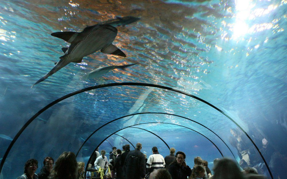 Het in 2000 geopende Oceanium in de Rotterdamse Diergaarde Blijdorp. Foto RD, Anton Dommerholt