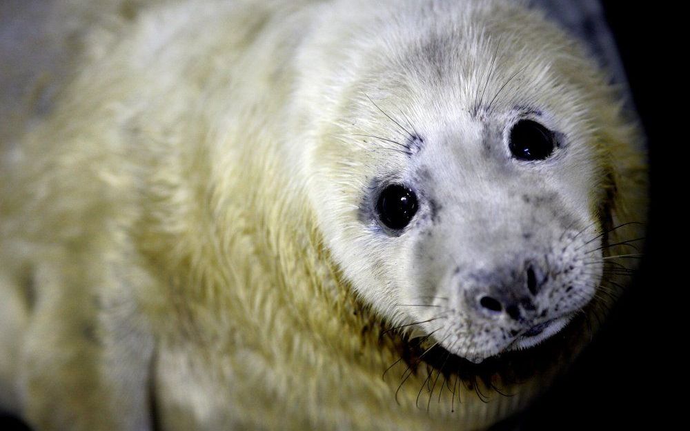 Er moet een grootschalige verbouwing plaatsvinden in de zeehondencrèche.  Foto ANP