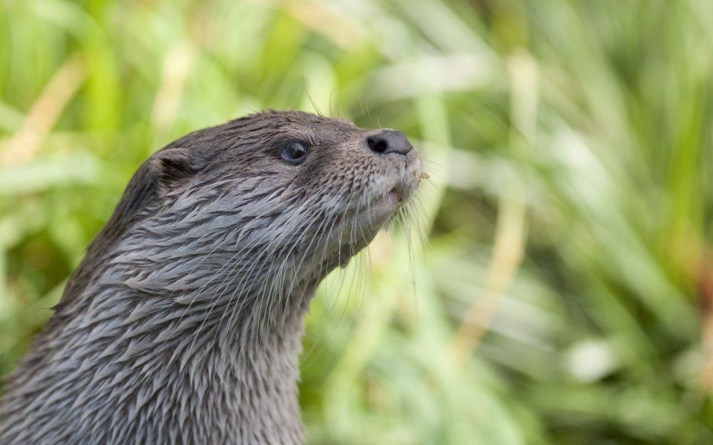 De otter is terug in Nederland, maar een veilige plek heeft hij er nog niet. Foto Hugh Jansman