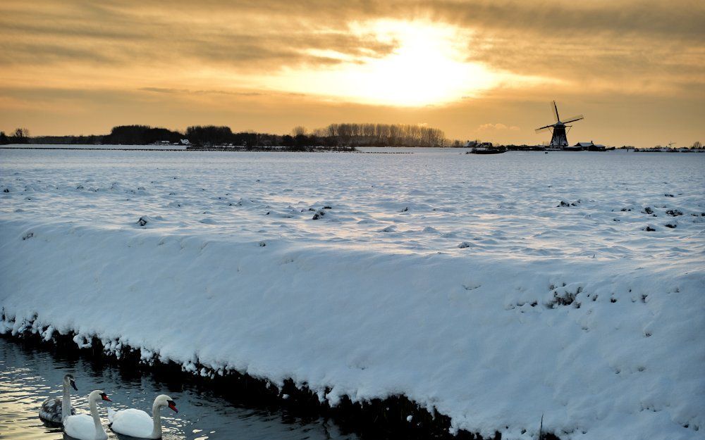 Zwanen bij Zevenhuizen zwemmen voorbij terwijl de zon onder gaat met een winters landschap en een molen als decor. Foto ANP