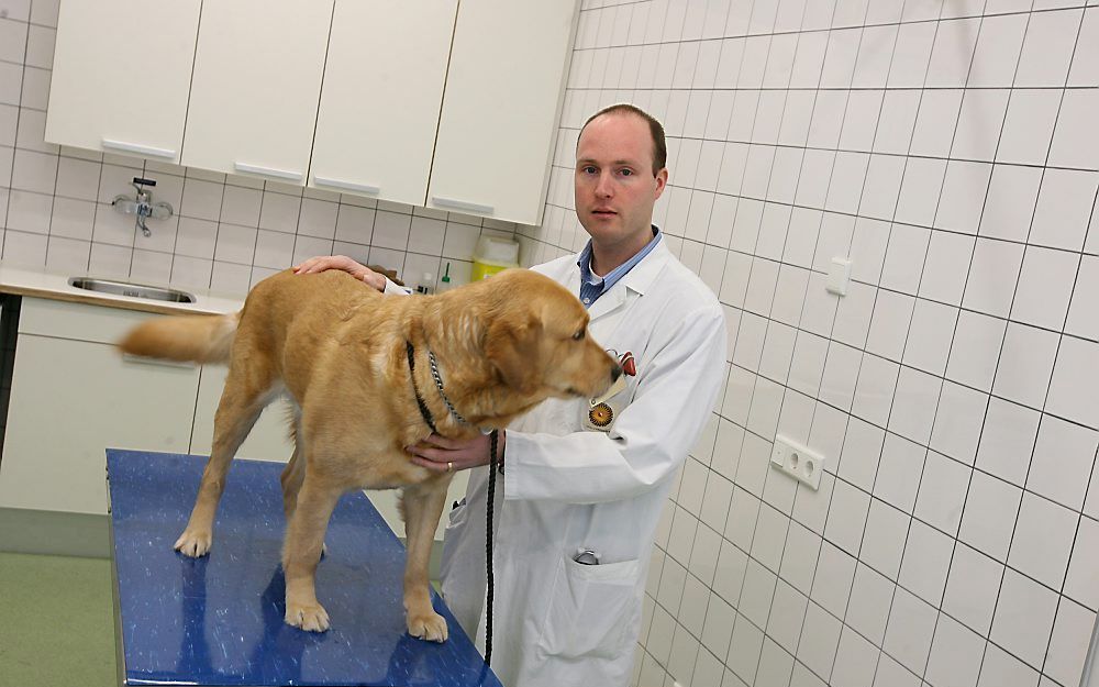 Dierenarts Ronald Jan Corbee in zijn behandelkamer op de obesitaspoli van de Universiteitskliniek voor Gezelschapsdieren in Utrecht. „Dieren zijn tegenwoordig onderdeel van het gezin, ook qua voeding.”	 Foto RD, Anton Dommerholt