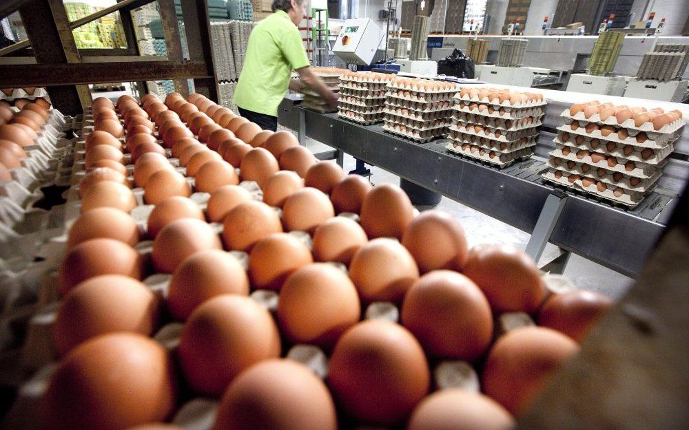 Een eierpakstation in Barneveld. Eieren die mogelijk besmet zijn met dioxine, zijn in minstens één geval ook verkocht in Nederland. Een partij van in totaal 136.000 stuks is begin december geleverd aan een bedrijf in Barneveld.  Foto ANP