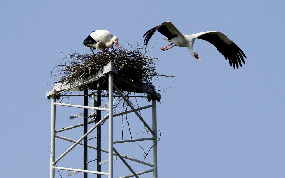 Ooievaarsstichting wil dit weekeinde het aantal overwinterende ooievaars tellen.  Foto ANP