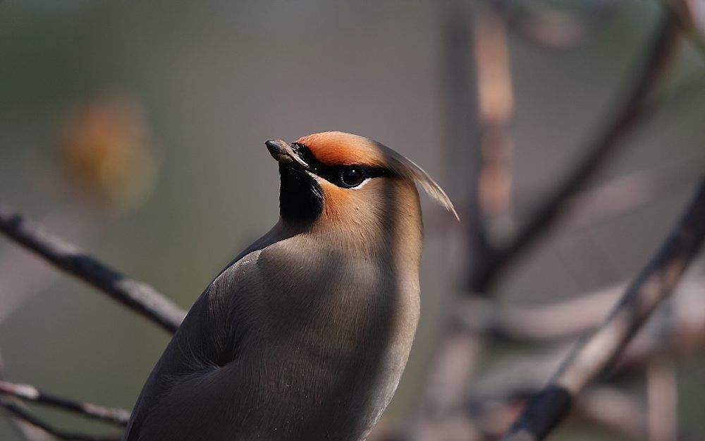 De pestvogel, brenger van een slechte boodschap in vroeger tijden. Foto Wikimedia