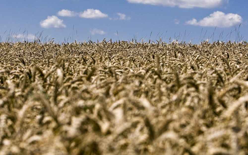 Het wereldwijde aanbod van voedsel is krap, maar de situatie is niet zo ernstig als in 2008. Voor minstens een jaar is er geen reden voor alarm, stelde de VN-organisatie voor landbouw en voedsel FAO vrijdag. Foto EPA