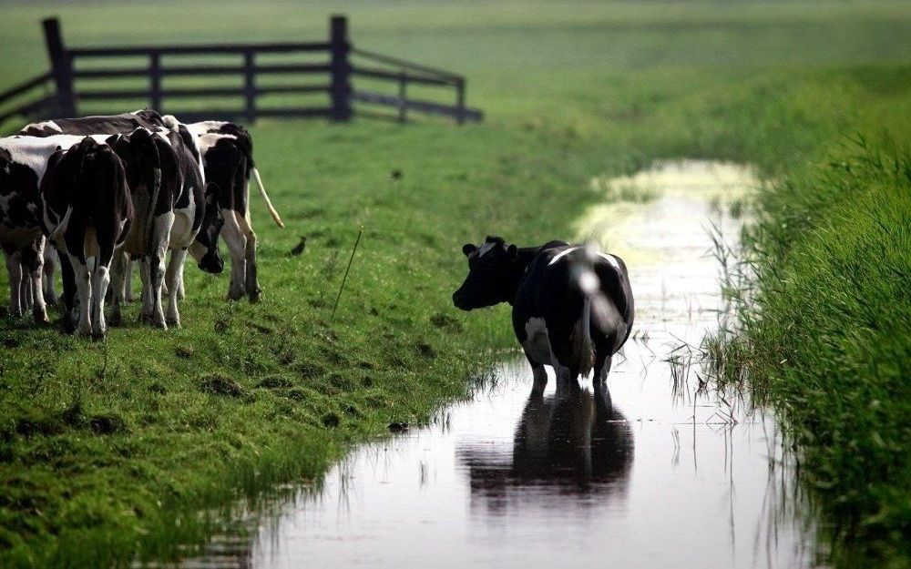 Weidegang is van groot belang voor de beeldvorming van het product melk.  Foto ANP