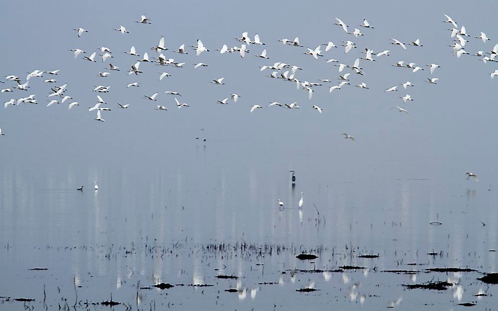 Het verdrag van Ramsar, waarin 160 landen toezegden om hun waterrijke gebieden te beschermen, vierde dinsdag zijn veertigste verjaardag. China heeft 10 procent van deze wetlandgebieden in de wereld. Foto Annelijn Steenbruggen