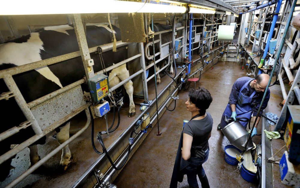 Het onderzoek naar gezondheidseffecten van de intensieve veehouderij heeft voor de eerste keer in Nederland een verhoogde concentratie bacterieën aangetoond in de omgeving van de stal.  Foto ANP