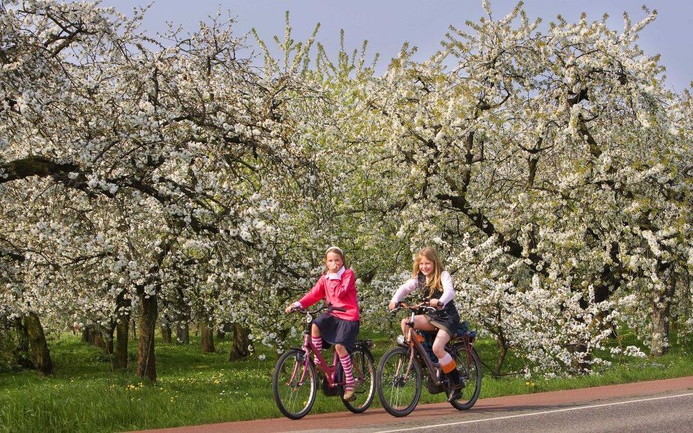 Een deel van de boomgaarden langs de Blankertseweg in Meteren moet verdwijnen. Dat heeft een meerderheid van de raad van Geldermalsen dinsdag besloten. Foto ANP