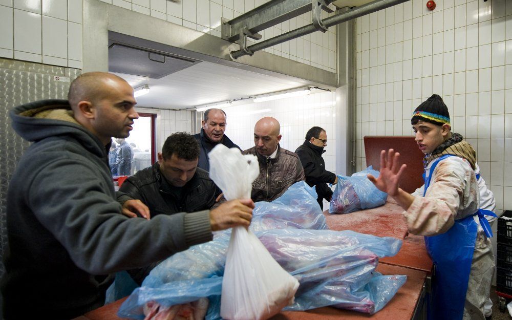 De oppositie tegen het initiatiefwetsvoorstel van PvdD-leider Thieme om onverdoofd ritueel slachten te verbieden, groeit. Foto ANP