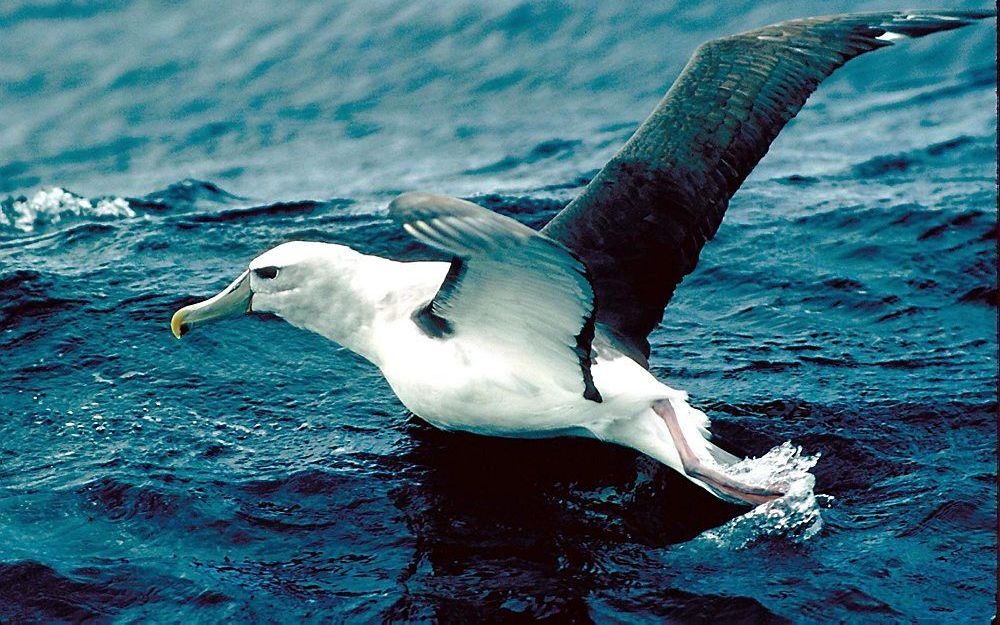 Plastic zwerfvuil zorgt wereldwijd voor een massale sterfte van vogels, zeedieren en vissen. Foto ANP