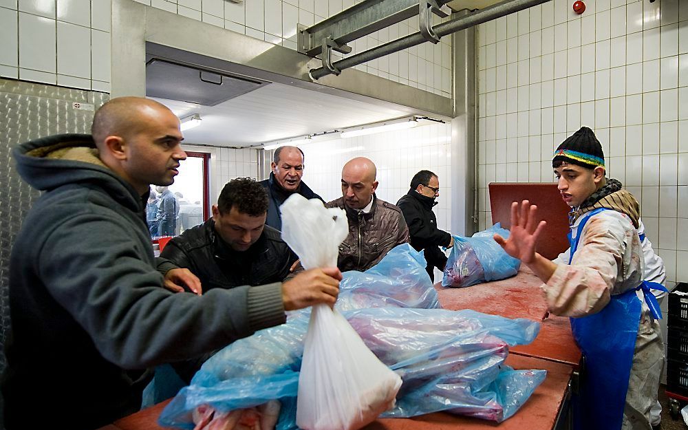 „Zolang er over het dierenwelzijn zo veel onzekerheid bestaat, is het een te zware maatregel om ritueel slachten te verbieden en zo de godsdienstvrijheid te beperken.” Foto ANP