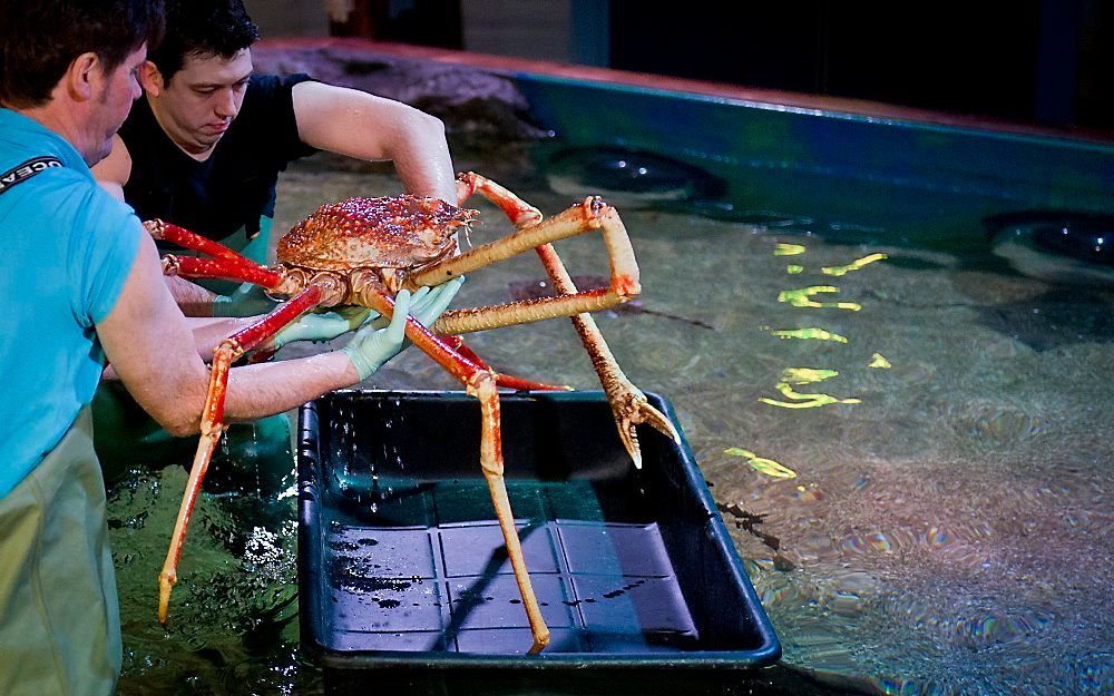 Reuzenkrab Crabzilla verlaat Sealife. Foto ANP