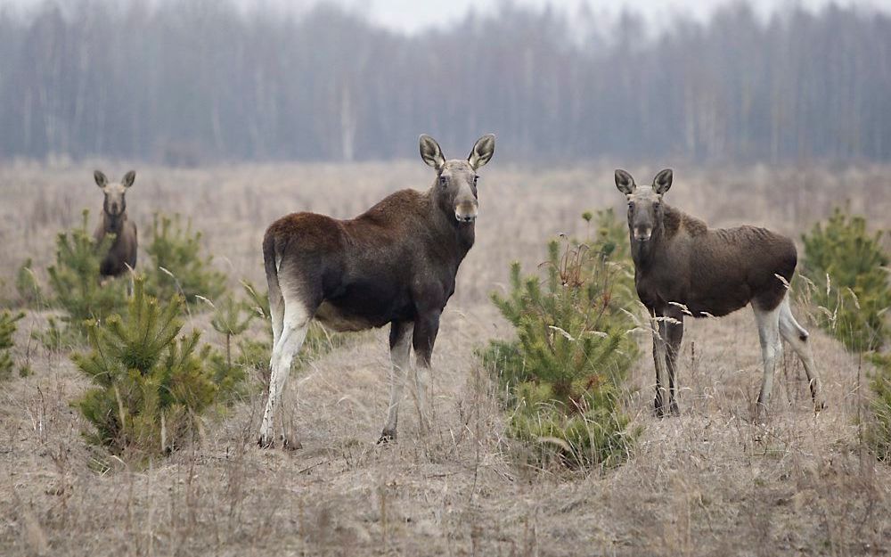 De eland is een van de diersoorten die hebben geprofiteerd van de menselijke ont­volking van het gebied rond Tsjernobyl. Foto EPA