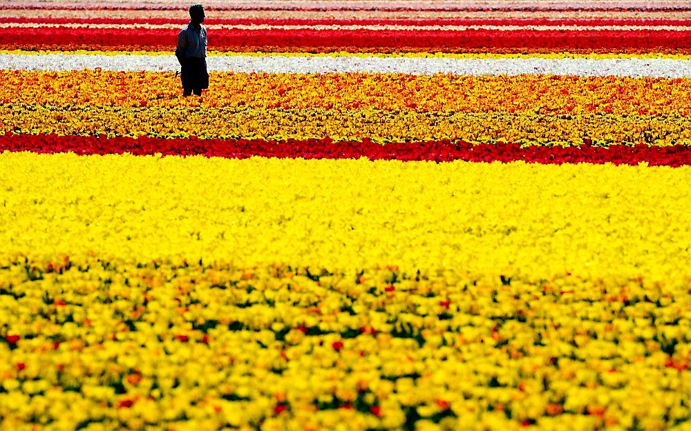 Zonovergoten bloembollenveld in Lisse, dinsdag. Foto ANP