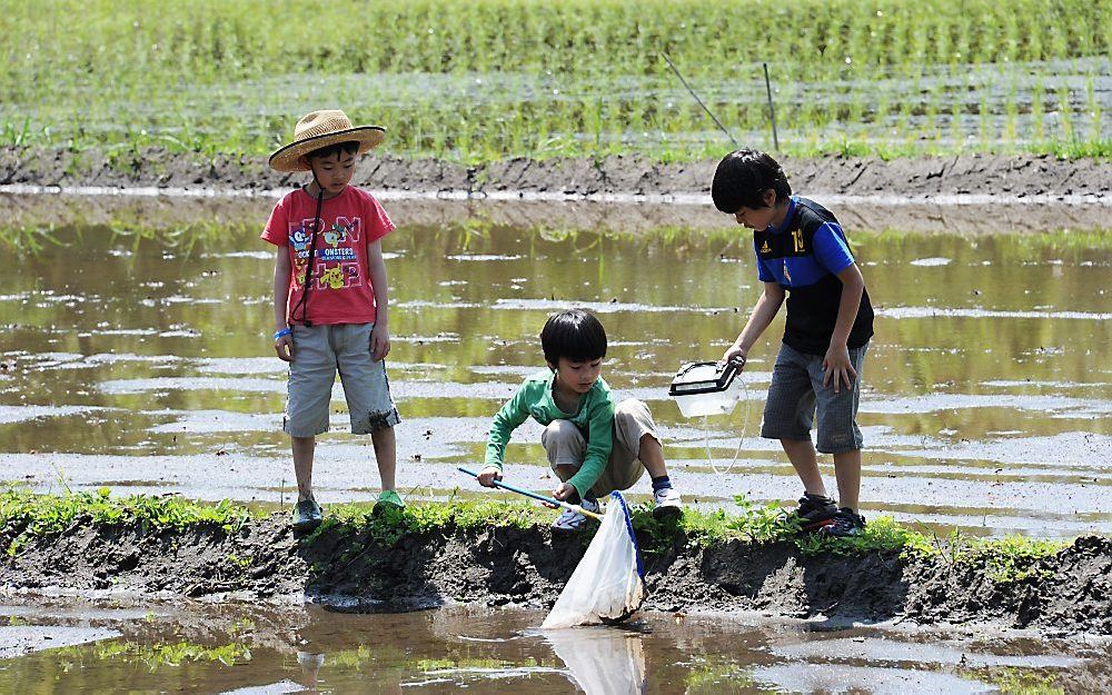 Japanse kinderen vangen kikkers in een rijstveld ten oosten van Tokio. Foto EPA