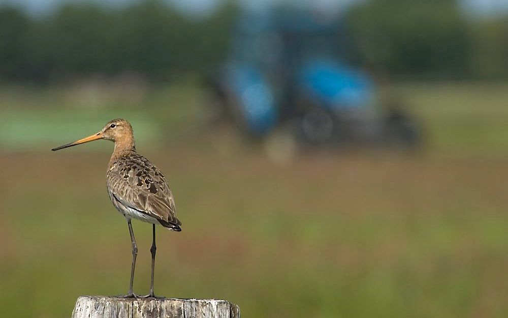 Grutto. Foto Han Bouwmeester