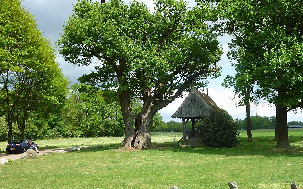 Kroezeboom te Tubbergen. Foto Jan van Reenen