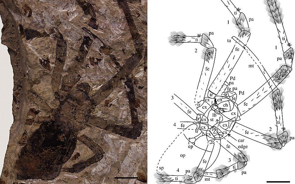 Nephilia jurassica is uitzonderlijk goed bewaard gebleven. Foto Royal Society Journal Biology Letters