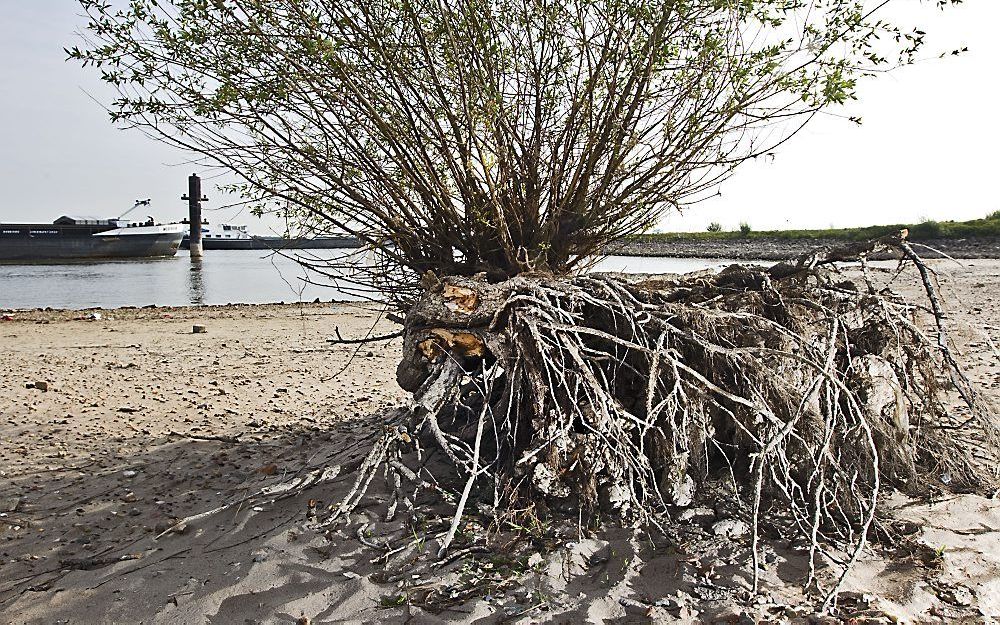 De grond bij de Waal bij Druten is vrijdag uitgedroogd. Foto ANP