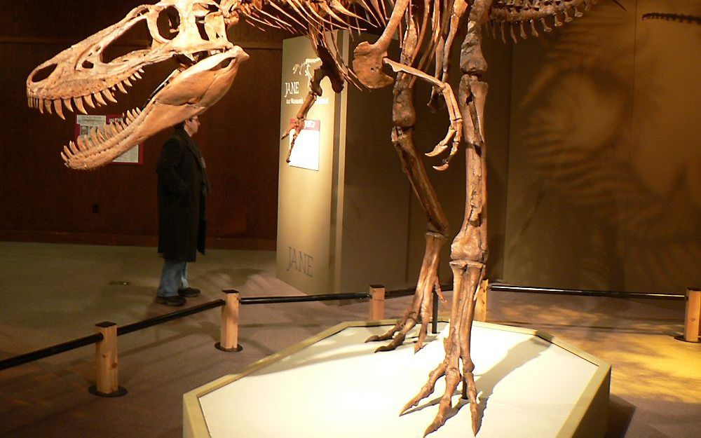 Nanotyrannus zou zomaar een jonge Tyrannosaurus rex kunnen zijn. Foto Wikipedia