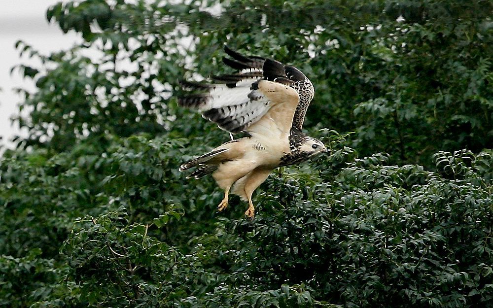 Buizerd. Foto ANP