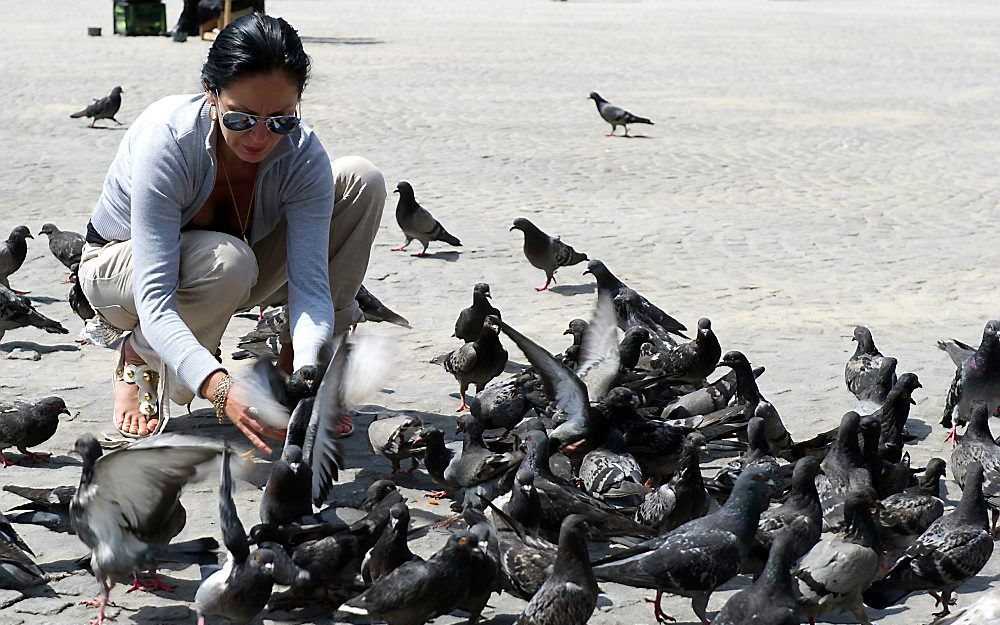 Duiven die in de stad wonen, lijken mensen te kunnen herkennen. De vogels maken onderscheid tussen mensen die hen voeren en mensen die hen wegjagen.  Foto ANP