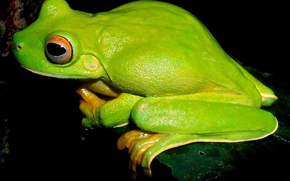 Een felgroene boomkikker (Litoria dux) werd door natuurvorsers ontdekt op het schiereiland Huon. Foto AFP